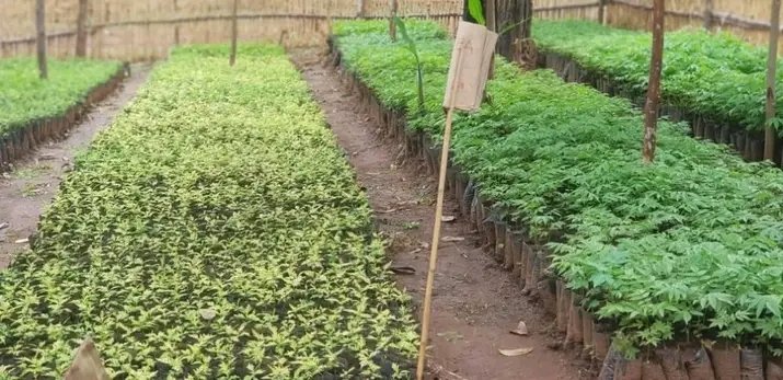 Espèces d'arbres agroforestiers